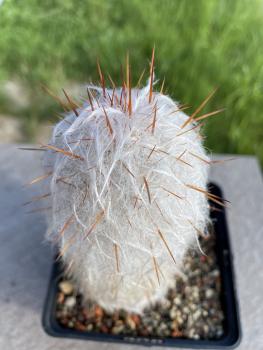 Oreocereus trollii
